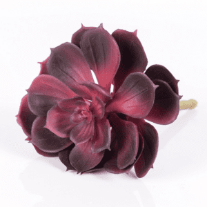 15cm succulent burgundy