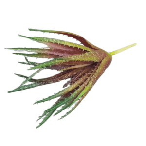 27cm aloe pink purple
