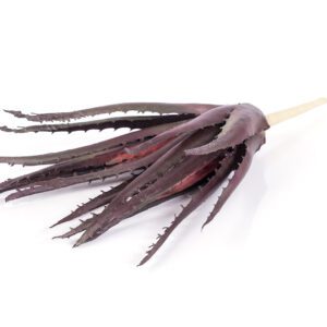 27cm aloe pink purple