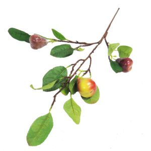pear branch 89cml