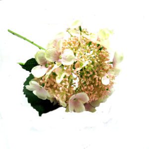 hydrangea bridal beauty54cml