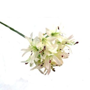 agapanthus african white 79cml