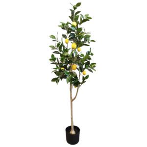 lemon tree 150cmh
