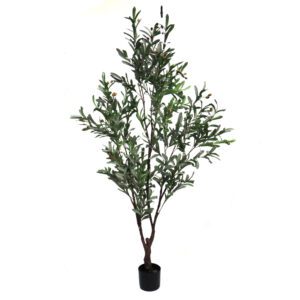 tuscan olive 180cm ripe fruit