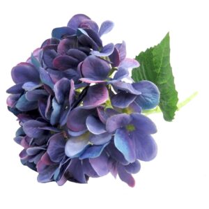 agapanthus african white 79cml (copy)