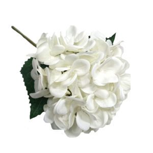 hydrangea hemel en aarde (copy)