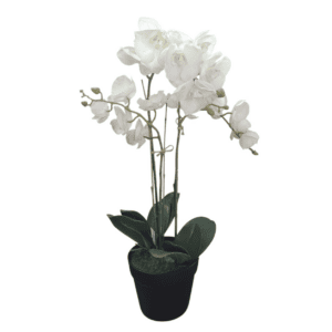 orchid white 3 stem 58cm