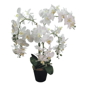 orchid white 5 stem 40x25x72cm