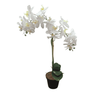 orchid white 2 stem 40x20x60cm