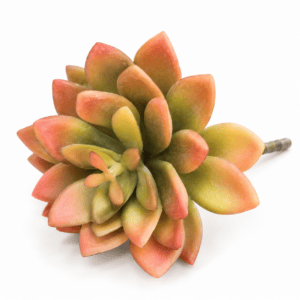 faux encrinite succulent – coffee green 12cm