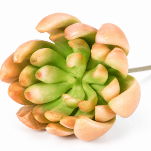 faux gem lily succulent – coffee green 11cm