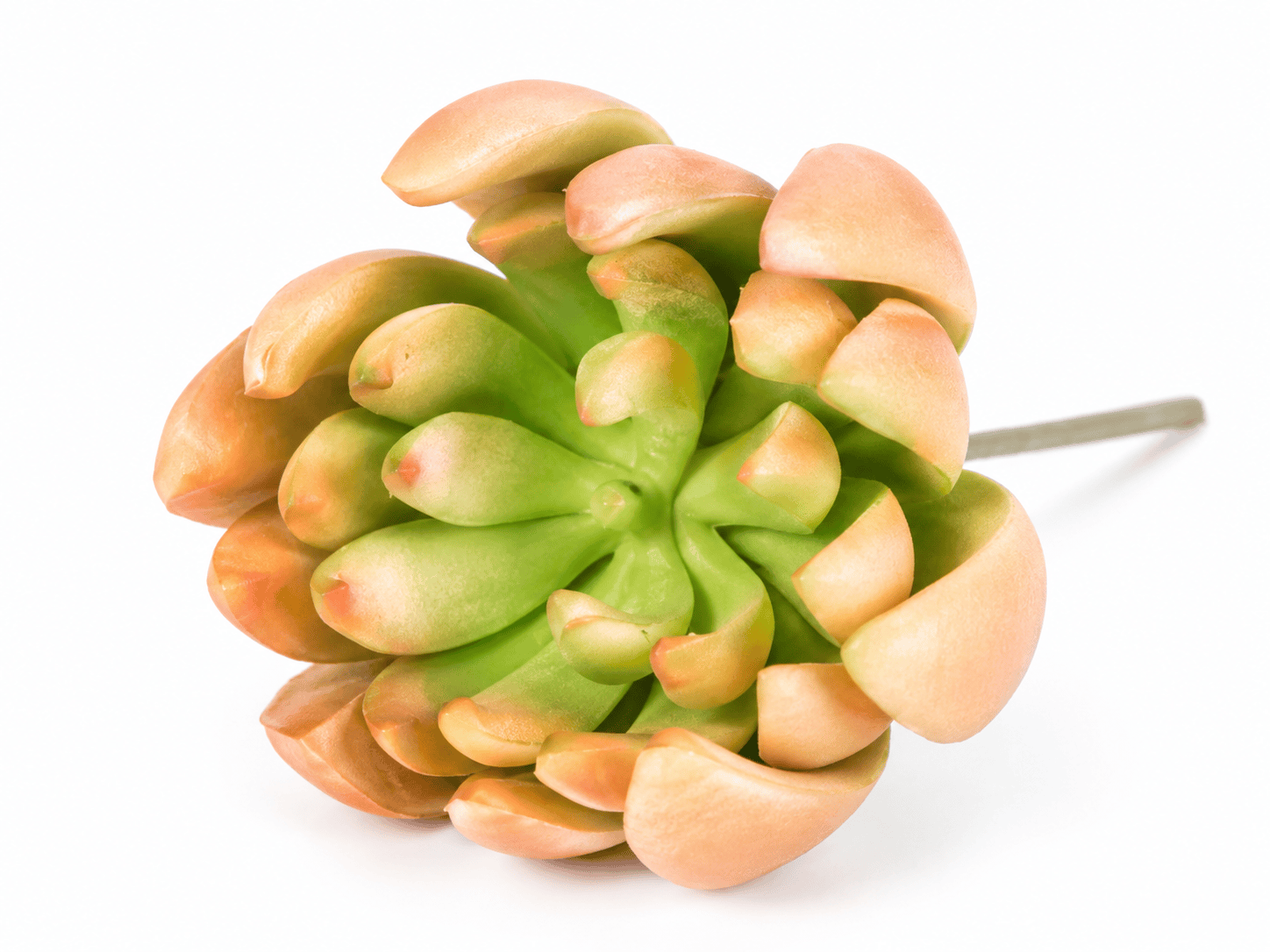 faux gem lily succulent – coffee green 11cm faux gem lily succulent – coffee green 11cm