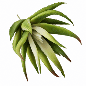 faux mini succulent – white & green