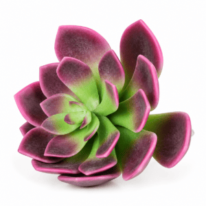 faux phoenix succulent – purple & green