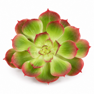 faux succulent – red & green